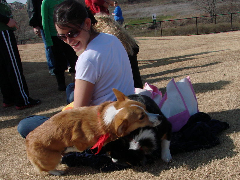 North Texas Corgi Meetup