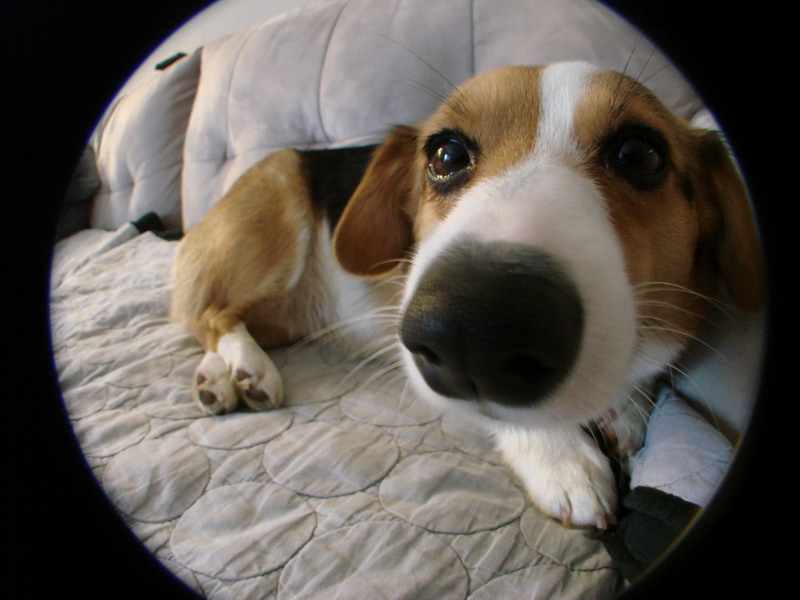 Conney Fisheye