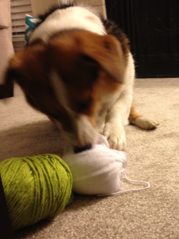 Conney playing with yarn