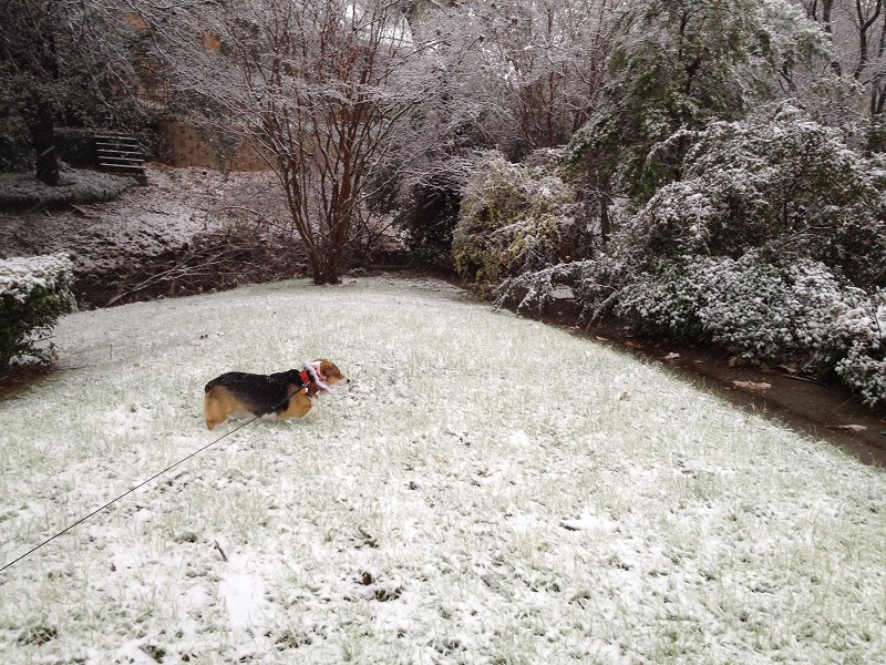 Conney's First Snow!