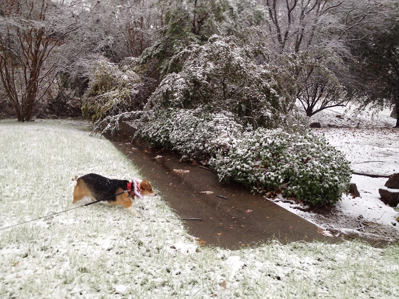 Conney's First Snow!