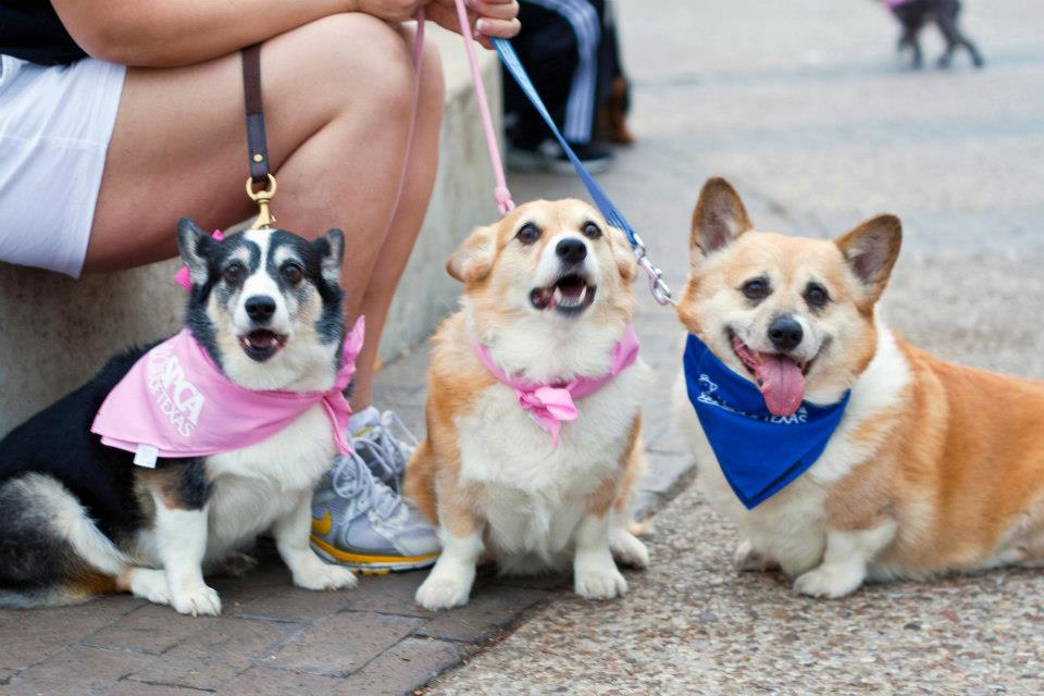 Corgi Crew