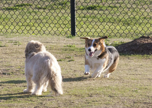 Dog Park - March 12