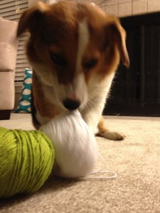 Conney playing with yarn